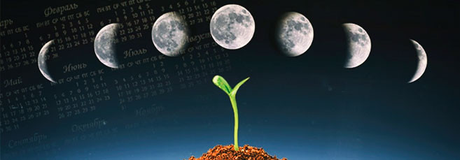 Выращивание семян конопли по лунному календарю Посадка семян конопли по лунному календарю