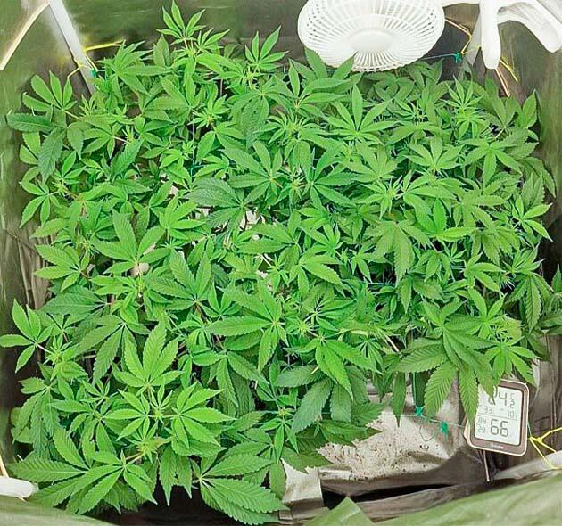 Начало цветения Кусты Poddy Mouth на 9 неделе