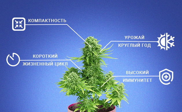 Достоинства автоцветов