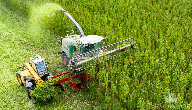Культивация технического каннабиса Сбор урожая технической конопли