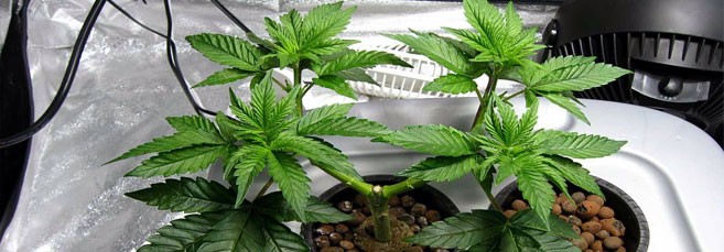 Конопля при применение техники Применение метода суперкроппинг