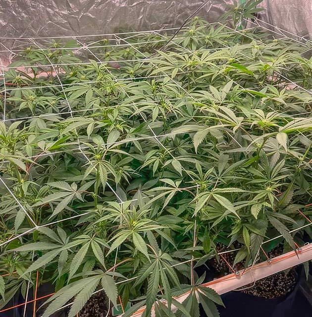 Кусты Apple Betty от Herbies Seeds на стадии цветения