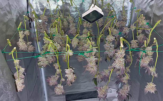 Впечатления от грова Сбор урожая сорта Poddy Mouth