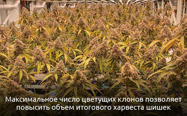 Суть метода SOG Цветущие клоны конопли