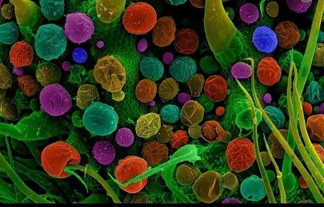 Увеличенная под микроскопом шишка конопли Внутреннее содержимое почки женского цветка