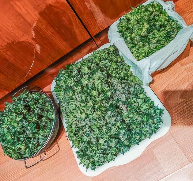 Сбор урожая, тримминг и сушка конопли Сбор урожая Dozy Doz