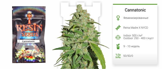 описание сорта Cannatonic