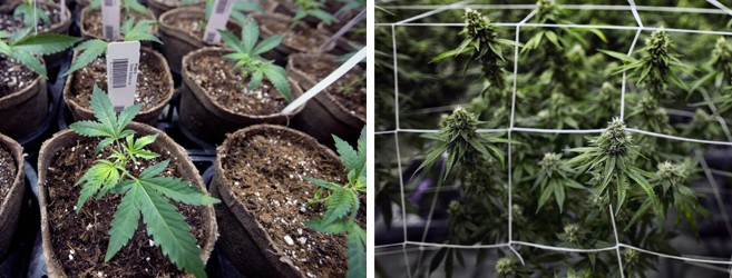 Тренировка конопли