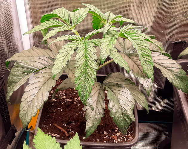 Удобрения и топпинг марихуаны Растишка Fullgas от GHS на 4 неделе выращивания