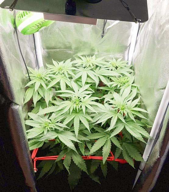 Техники топпинг и ScrOG Куст на 16 день выращивания