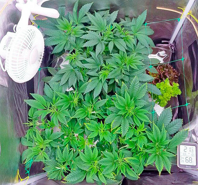 Стабильное развитие марихуаны Кусты Poddy Mouth на фазе вегетации
