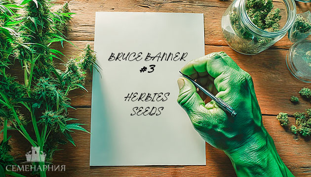 Выращивание сорта марихуаны Bruce Banner #3 в индоре Гроурепорт сорта Bruce Banner #3