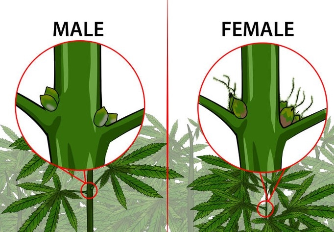Пол каннабиса Male female cannabis