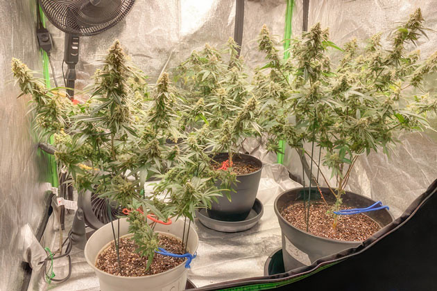 Фаза финальной промывки Кусты Blueberry Muffin от Humboldt Seed Company на 15 неделе