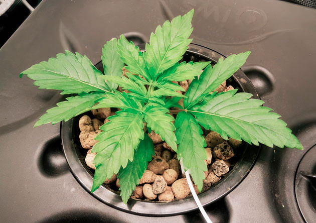 Растишка Zkittlez Auto от FastBuds на 2 неделе 