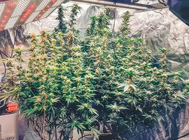 Набор массы и корректировка удобрений Куст Dozy Doz от AlphaFem Seeds на фазе цветения