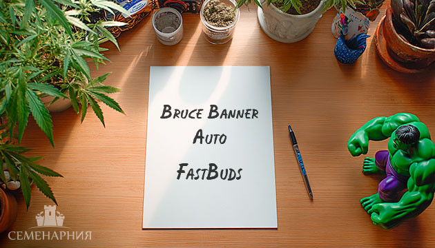 Выращивание сорта марихуаны Bruce Banner Auto в индоре Гроурепорт сорта Bruce Banner Auto