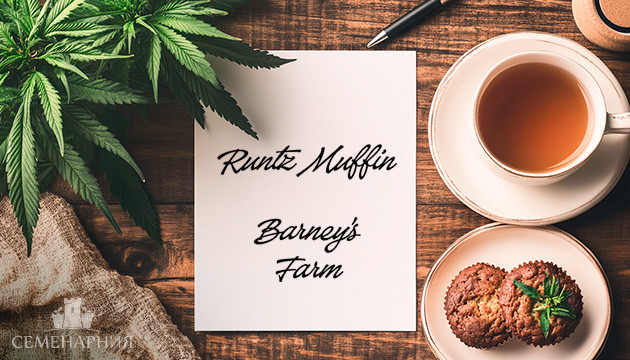 Выращивание сорта марихуаны Runtz Muffin в аутдоре Гроурепорт сорта Runtz Muffin