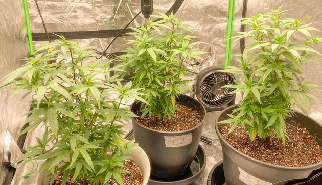 Насыщенно-зеленые листья и здоровая корневая система Кусты Blueberry Muffin на 8 неделе выращивания