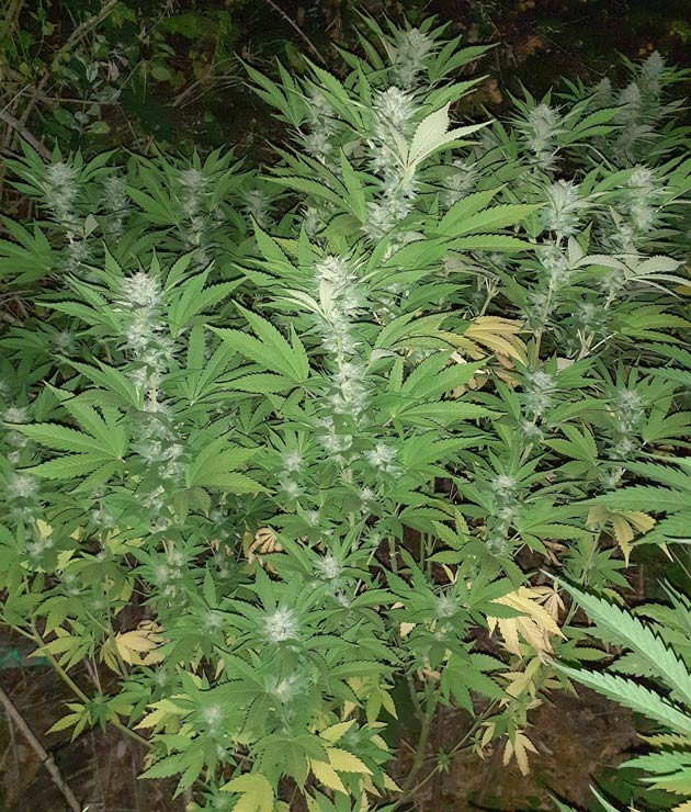 Появление конопляного аромата на 22 неделе выращивания Сорт Golosa на 22 неделе