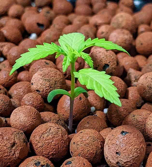 Проблема из-за pH метра и поломка LED-панели Выращивание Gorilla Glue Auto от FastBuds