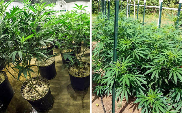 Место выращивания конопли Индорное и аутдорное выращивание