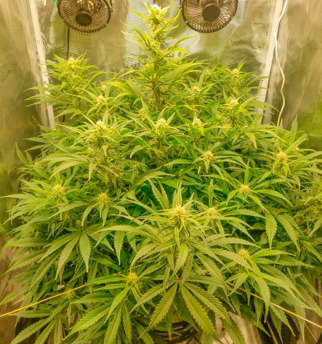 Куст Bruce Banner Auto от FastBuds на 10 неделе