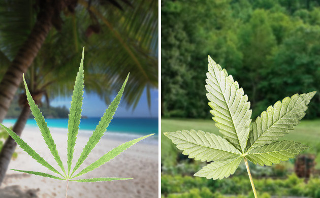 Сатива и индика в аутдоре Место выращивания сативы и индики