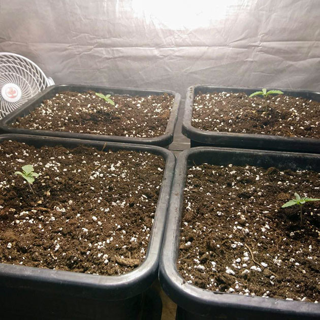 Проращивание семян конопли 4 ростка Dos si Dos 33