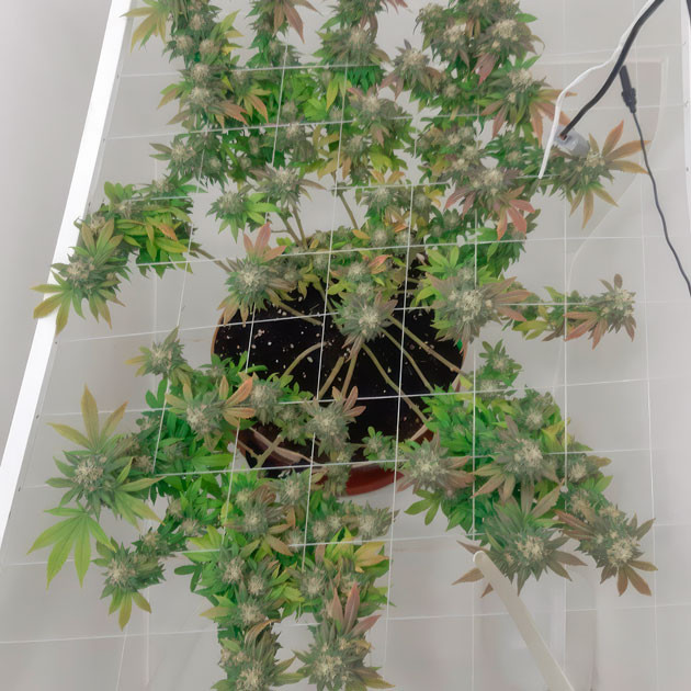 Санитарная обрезка увядших листьев Куст Blackberry Moonrocks на 18 неделе выращивания