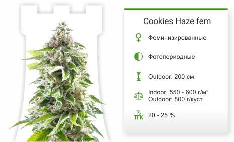 Сорт марихуаны Auto White Widow Cookies Haze fem (Kannabia Seeds)