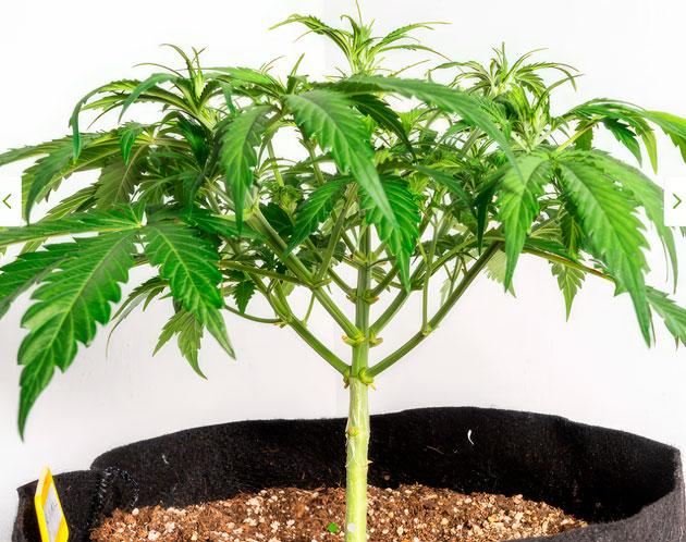 Тренировки марихуаны Куст Lemon AK Auto от FastBuds на 5 неделе