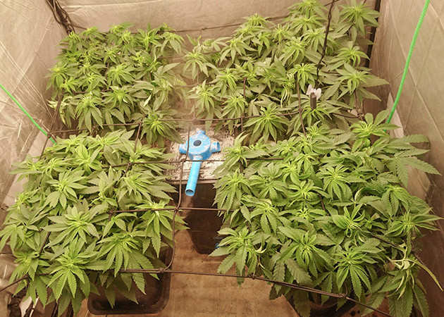 Scrog сетка для выращивания конопли Кусты в гроубоксе после промывки