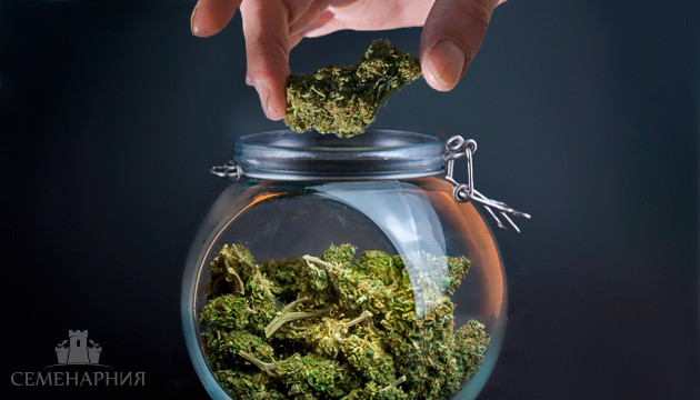 Пролечка шишек конопли