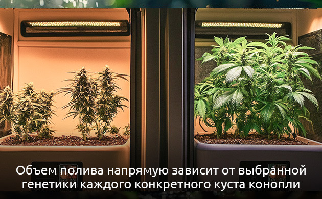 Правила полива исходя из генетики сорта Правила полива в зависимости от генетики сорта куста каннабиса