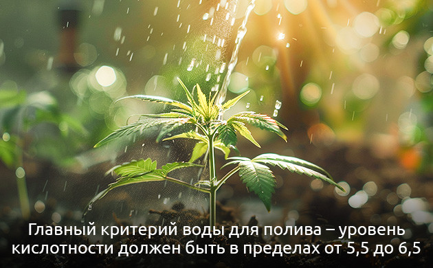 Важные параметры воды для выращивания конопли рН воды должен колебаться в пределах 5,5-6,5.