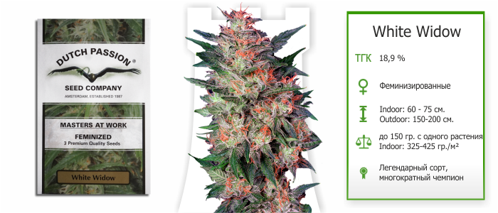 Сорт конопли White Widow