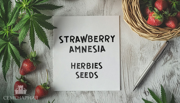 Гроурепорт сорта конопли Strawberry Amnesia от Herbies Seeds Выращивание сорта Strawberry Amnesia