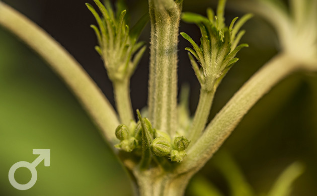 Внешний вид мужского соцветия конопли Мужские гроздья с пыльцой