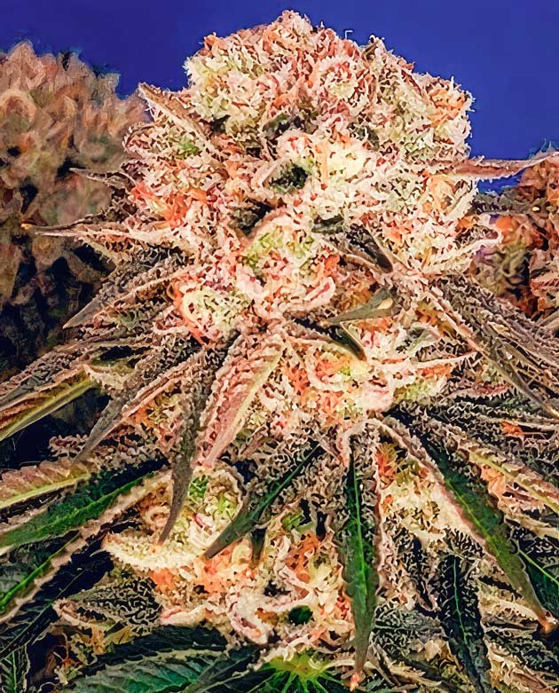 Куст DDoS #33 на 14 неделе выращивания