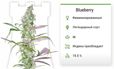 Сорт марихуаны Blueberry Blueberry fem (Dutch Passion)