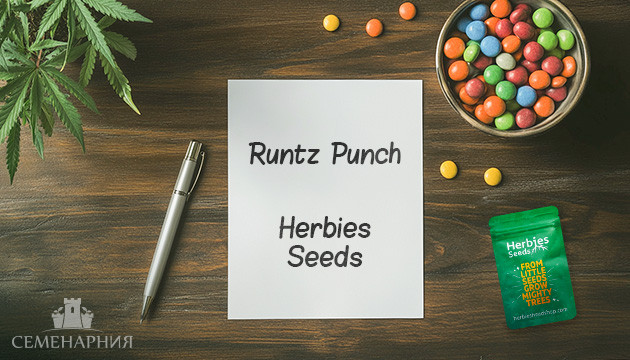 Выращивание сорта марихуаны Runtz Punch в аутдоре Гроурепорт сорта Runtz Punch