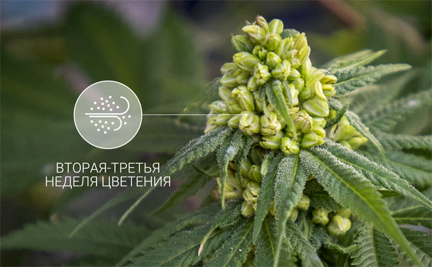 Когда опыляется конопля Опыление происходит на 2 или 3 неделе цветения