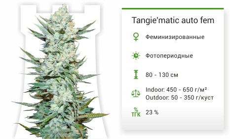 Сорт марихуаны Tangie’Matic Auto Tangie’Matic Auto fem