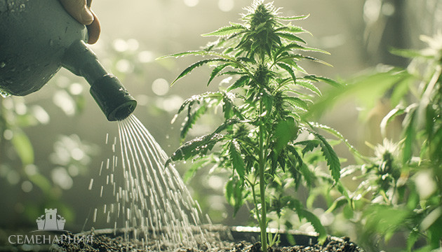 Полив конопли Правильный полив каннабиса