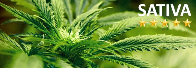 Топ 5 сортов Сативы Топ 5 сативных сортов конопли