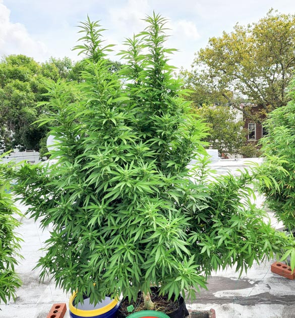 Использование мелассы при выращивании конопли Куст на 15 и 16 неделях выращивания