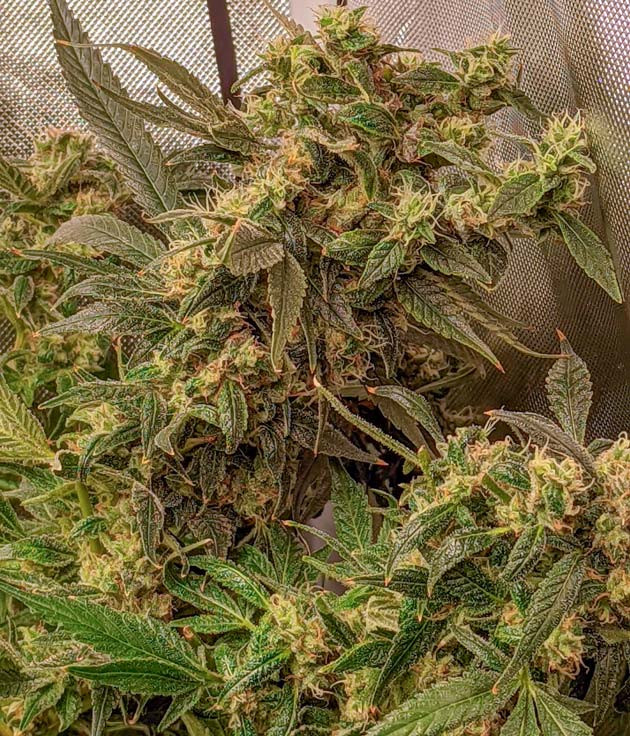 Промывка куста Куст Green Gelato на последних неделях выращивания