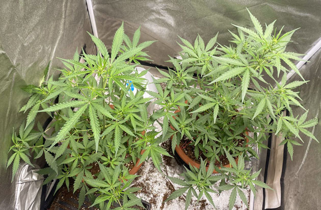 Начало цветения Кусты Banana Purple Punch Auto от FastBuds на 5 неделе