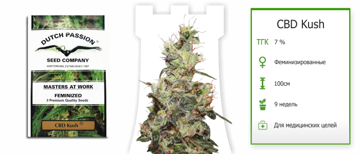 Сорт CBD Kush